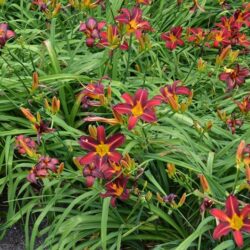 Hemerocallis Stafford