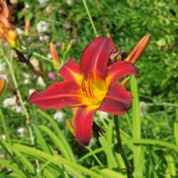 Hemerocallis Stafford