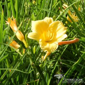 Hemerocallis Stella de Oro