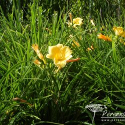 Hemerocallis Stella de Oro