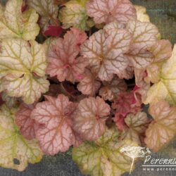 Heuchera Pinot Gris