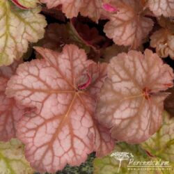 Heuchera Pinot Gris