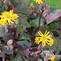 Ligularia dentata Desdemona