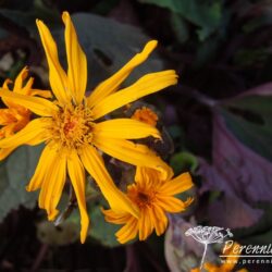 Ligularia dentata Desdemona