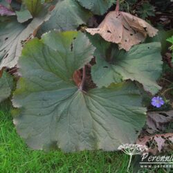 Ligularia dentata Desdemona