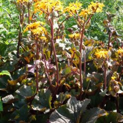 Ligularia dentata Desdemona