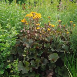 Ligularia dentata Desdemona