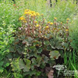 Ligularia dentata Desdemona