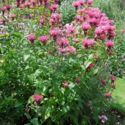 Monarda Balance (Libra)