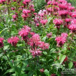 Monarda Balance (Libra)