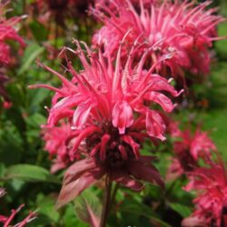 Monarda Balance (Libra)