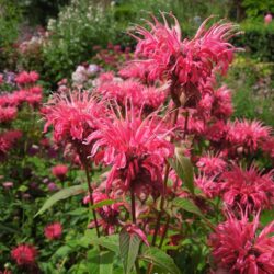 Monarda Balance (Libra)