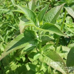 Monarda Mohawk