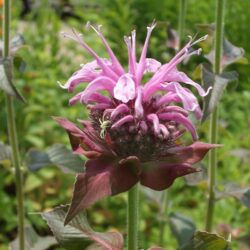 Monarda Mohawk