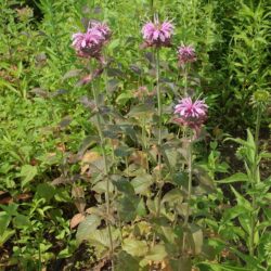 Monarda Mohawk