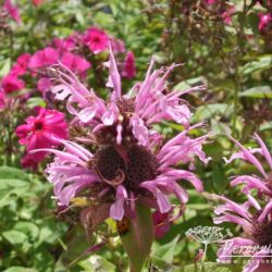 Monarda Mohawk