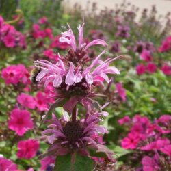 Monarda Mohawk