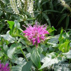 Monarda Prarienacht