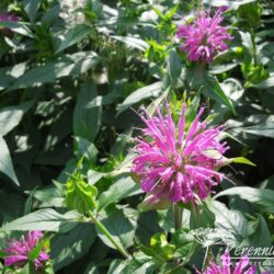 Monarda Prarienacht