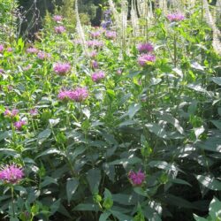 Monarda Prarienacht