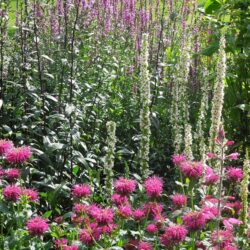 Monarda Prarienacht