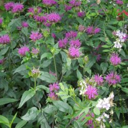 Monarda Prarienacht