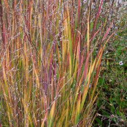 Panicum virgatum Heiliger Hain