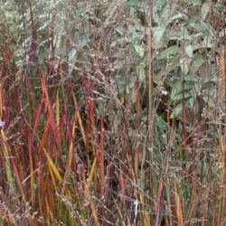 Panicum virgatum Heiliger Hain