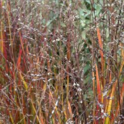 Panicum virgatum Heiliger Hain