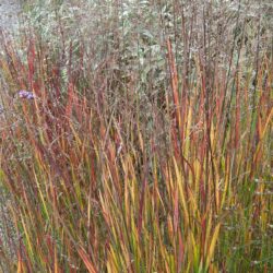 Panicum virgatum Heiliger Hain