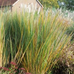 Panicum virgatum Northwind