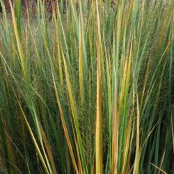 Panicum virgatum Northwind