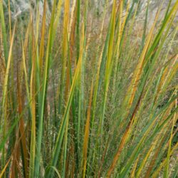 Panicum virgatum Northwind