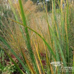 Panicum virgatum Northwind