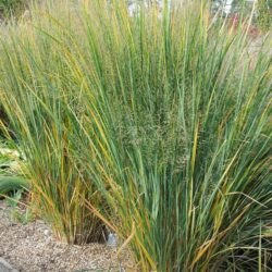 Panicum virgatum Northwind