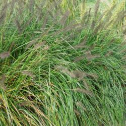 Pennisetum alopecuroides Moudry