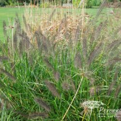 Pennisetum alopecuroides Moudry