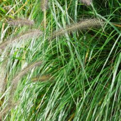 Pennisetum alopecuroides Moudry