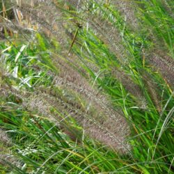 Pennisetum alopecuroides Moudry