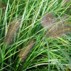 Pennisetum alopecuroides Moudry