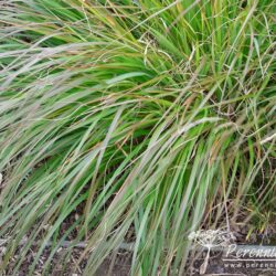 Pennisetum alopecuroides Moudry