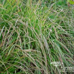 Pennisetum alopecuroides Moudry