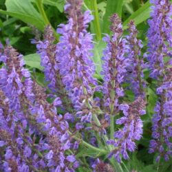 Salvia nemorosa Rügen