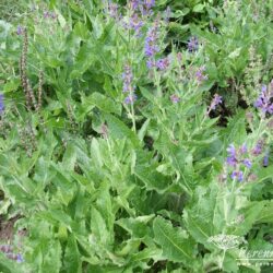 Salvia nemorosa Rügen