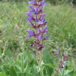 Salvia nemorosa Rügen