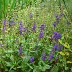 Salvia nemorosa Viola Klose