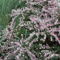 Symphiotrichum lateriflorus Lady in Black