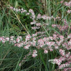 Symphiotrichum lateriflorus Lady in Black