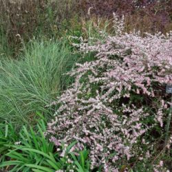 Symphiotrichum lateriflorus Lady in Black