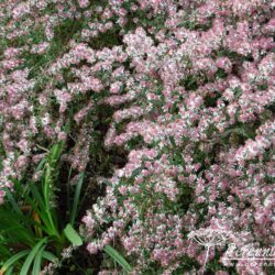 Symphiotrichum lateriflorus Lady in Black